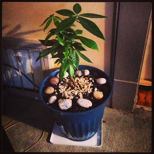 New money tree. Hope it works.